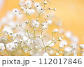 かすみ草　夏の花 112017846