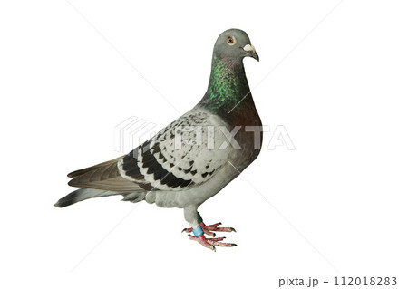full body of checker feather pattern of homing pigeon standing against clear white background 112018283