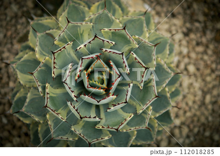 top view of beautiful agave leaves planting at home succulent garden top view of beautiful agave leaves planting at home succulent garden 112018285