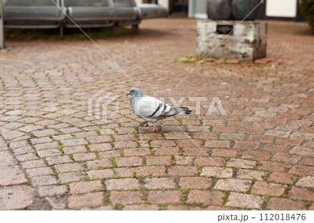 Urban Pigeon on Pavement Walkway. Urban Pigeon Walking Along the Road. Witness the simplicity of urban life with this image capturing a pigeon leisurely strolling along a tiled pavement walkway. The Urban Pigeon on Pavement Walkway. Urban Pigeon Walking Along the Road. Witness the simplicity of urban life with this image capturing a pigeon leisurely strolling along a tiled pavement walkway. The 112018476
