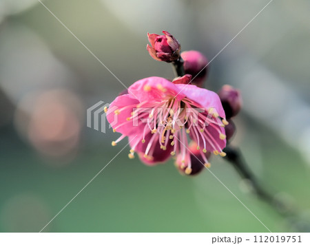 2月に咲いた紅い梅の花「未開紅（ミカイコウ）」 112019751