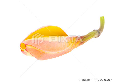 frangipani flowers isolated 112020307