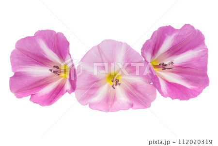 field bindweed flowers isolated field bindweed flowers isolated 112020319