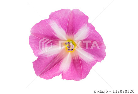 field bindweed flowers isolated 112020320