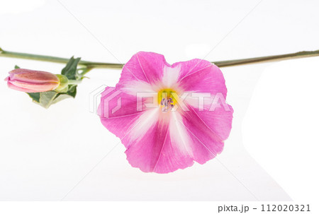 field bindweed flowers isolated field bindweed flowers isolated 112020321