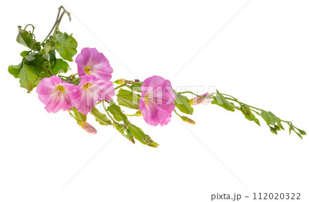 field bindweed flowers isolated field bindweed flowers isolated 112020322