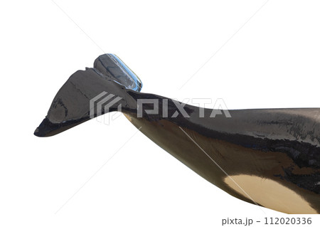 killer whale isolated 112020336