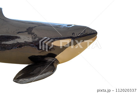 killer whale isolated 112020337