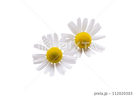 medicinal chamomile isolated 112020383