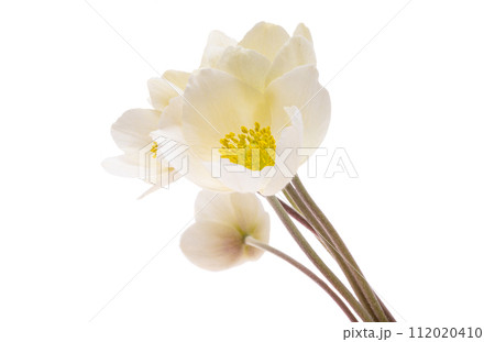 hellebore flowers isolated 112020410