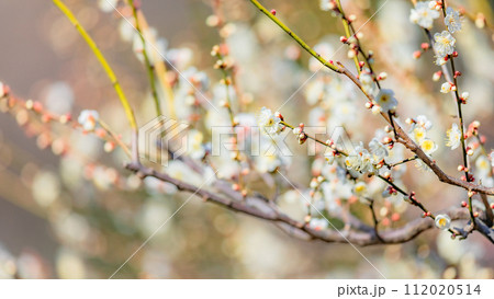【神奈川県】大倉山公園梅林・春風景・2月 ※自然風景 【神奈川県】大倉山公園梅林・春風景・2月 ※自然風景 112020514