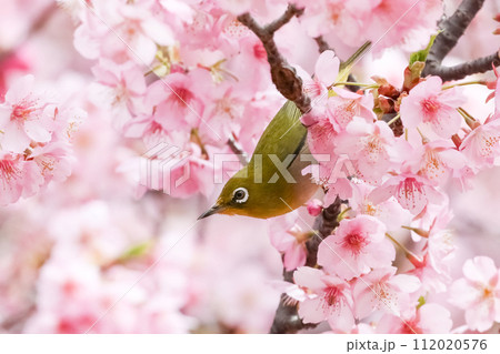 河津桜とメジロ_01 112020576
