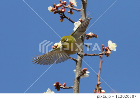 梅とメジロ_A 梅とメジロ_A 112020587