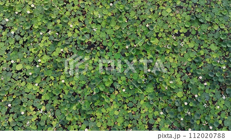 Lotus green leaf wall with plant Lotus green leaf wall with plant 112020788