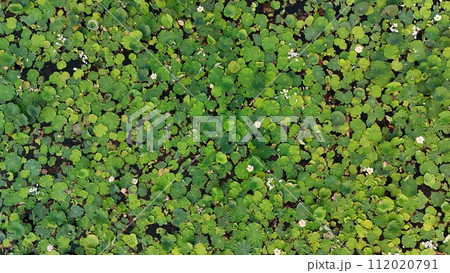 Lotus green leaf wall with plant 112020791