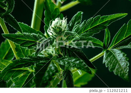Cannabis plant with green leaves, white flowers, and trichomes Cannabis plant with green leaves, white flowers, and trichomes 112021211