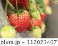バスツアーで行ったいちご狩りの美味しい苺のアップ 112021407