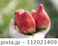 バスツアーで行ったいちご狩りの美味しい苺3粒 112021409
