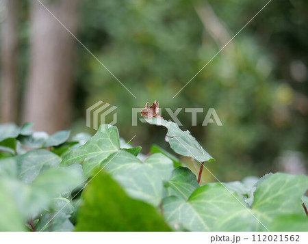 ツタの葉、一部が枯れている ツタの葉、一部が枯れている 112021562