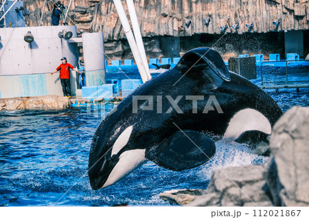 【#水族館】シャチ 112021867