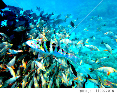 タヒチ・ランギロア環礁・魚の群れ タヒチ・ランギロア環礁・魚の群れ 112022010