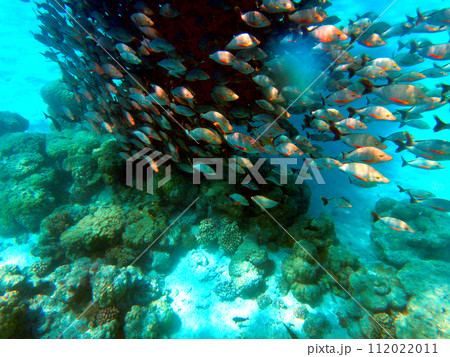 タヒチ・ランギロア環礁・魚の群れ タヒチ・ランギロア環礁・魚の群れ 112022011