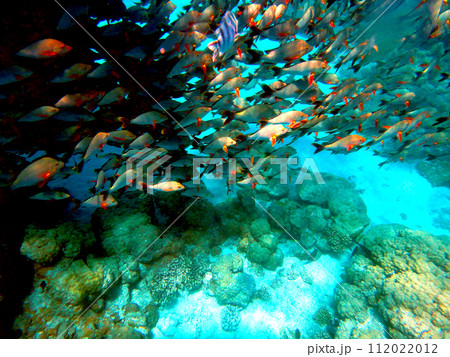 タヒチ・ランギロア環礁・魚の群れ 112022012