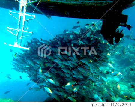 タヒチ・ランギロア環礁・魚の群れ タヒチ・ランギロア環礁・魚の群れ 112022013