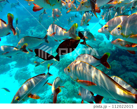 タヒチ・ランギロア環礁・魚の群れ 112022015