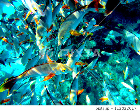 タヒチ・ランギロア環礁・魚の群れ タヒチ・ランギロア環礁・魚の群れ 112022017