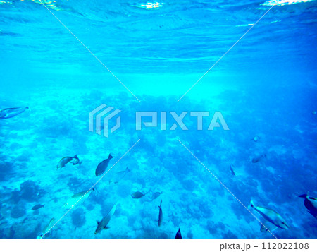 フランス領ポリネシア・タヒチ・ランギロア・ブルーラゴンの海中風景 フランス領ポリネシア・タヒチ・ランギロア・ブルーラゴンの海中風景 112022108