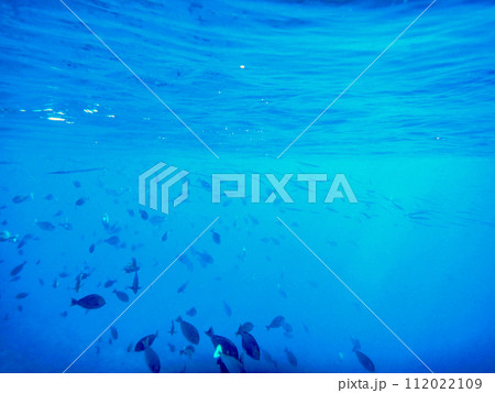 フランス領ポリネシア・タヒチ・ランギロア・ブルーラゴンの海中風景 フランス領ポリネシア・タヒチ・ランギロア・ブルーラゴンの海中風景 112022109