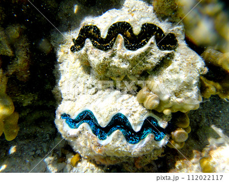 フランス領ポリネシア・タヒチ・ランギロア・ブルーラゴンの海中風景 112022117