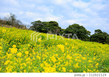 柳山アグリランド　菜の花畑 112022129
