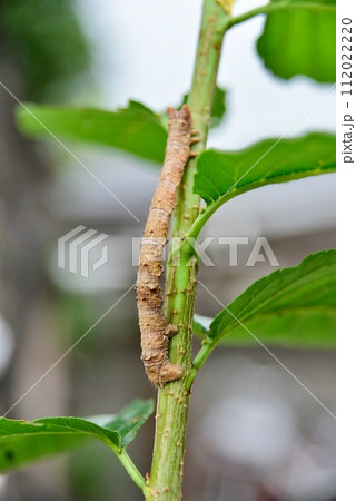 茶色の尺取虫 茶色の尺取虫 112022220