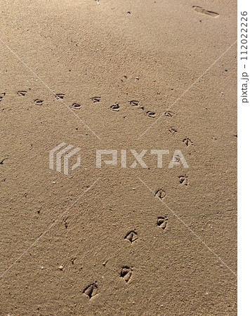 砂浜に鳥の足跡 112022226