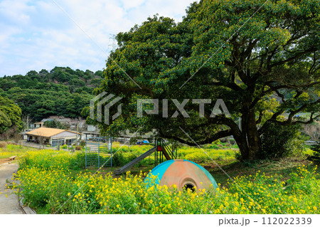 柳山アグリランド　菜の花畑 112022339