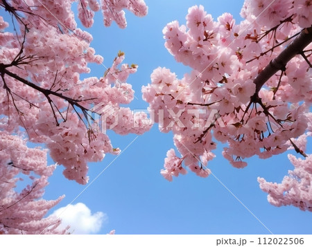 見上げる枝垂れ桜 見上げる枝垂れ桜 112022506