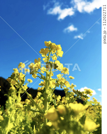 青空に向かって咲く菜の花 112022711