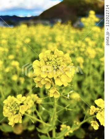 一面の菜の花畑 一面の菜の花畑 112022714