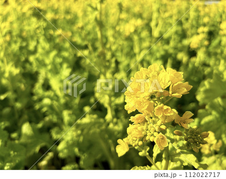 菜の花畑の風景 112022717