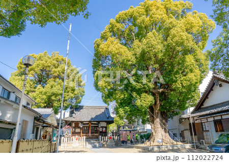大阪府門真市上島町の島頭天満宮　神木　大クスノキ 112022724