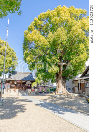 大阪府門真市上島町の島頭天満宮 神木 大クスノキ 大阪府門真市上島町の島頭天満宮 神木 大クスノキ 112022726