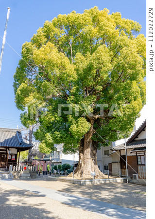 大阪府門真市上島町の島頭天満宮　神木　大クスノキ 112022729