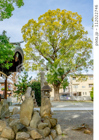 大阪府守口市金田町の津嶋部神社 社叢林(しゃそうりん)クスノキ 大阪府守口市金田町の津嶋部神社 社叢林(しゃそうりん)クスノキ 112022746