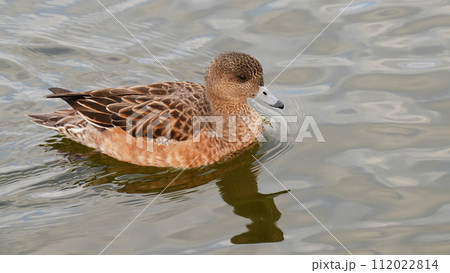 舎人公園の池に来た渡り鳥オナガガモ 112022814