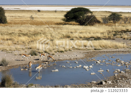 Group of Springbok - Etosha National Park - Namibia Group of Springbok - Etosha National Park - Namibia 112023333