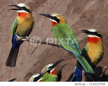 Whitefronted Bee-Eaters - Chobe River - Botswana Whitefronted Bee-Eaters - Chobe River - Botswana 112023700