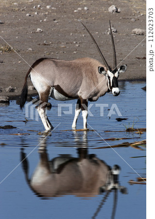 Gemsbok at a waterhole - Namibia Gemsbok at a waterhole - Namibia 112023703