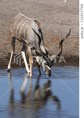 Kudu Antelope - Etosha - Namibia Kudu Antelope - Etosha - Namibia 112023708